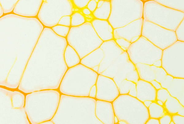 skin cells layer dermalist skincare